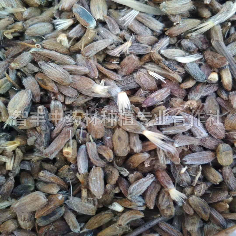 保定白術(shù)種一畝能掙多少錢、白術(shù)一年苗多少錢棵【智豐中藥材種植專業(yè)合作社】