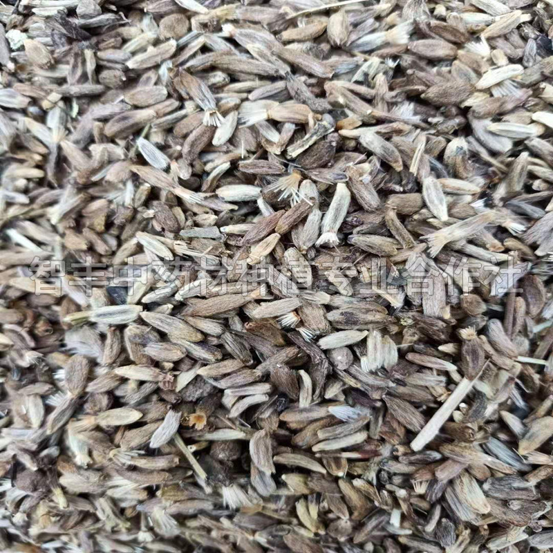 廣州白術(shù)苗新品種、白術(shù)種子產(chǎn)地【智豐中藥材種植專業(yè)合作社】