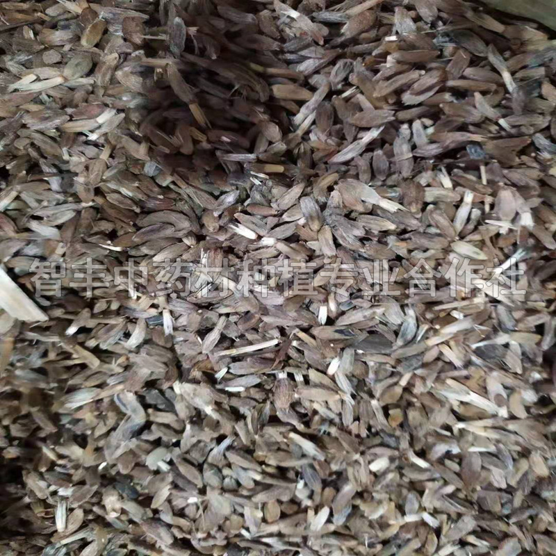 石獅白術(shù)芽、白術(shù)苗種植【智豐中藥材種植專業(yè)合作社】