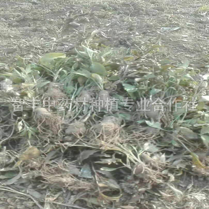 蘇州白術(shù)芽的種植深度、白術(shù)晚什么時間種【智豐中藥材種植專業(yè)合作社】