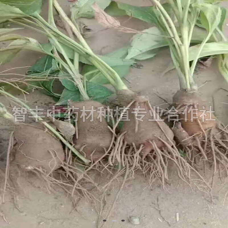 北京白術基地、白術苗新品種【智豐中藥材種植專業(yè)合作社】