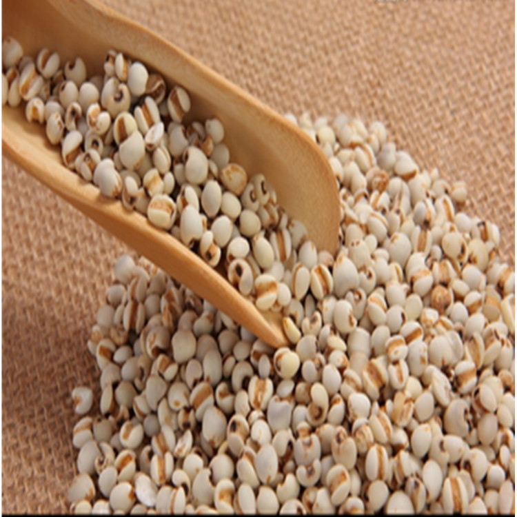 薏苡仁提取物 薏苡仁10:1比例提取物 陜西中鑫生物