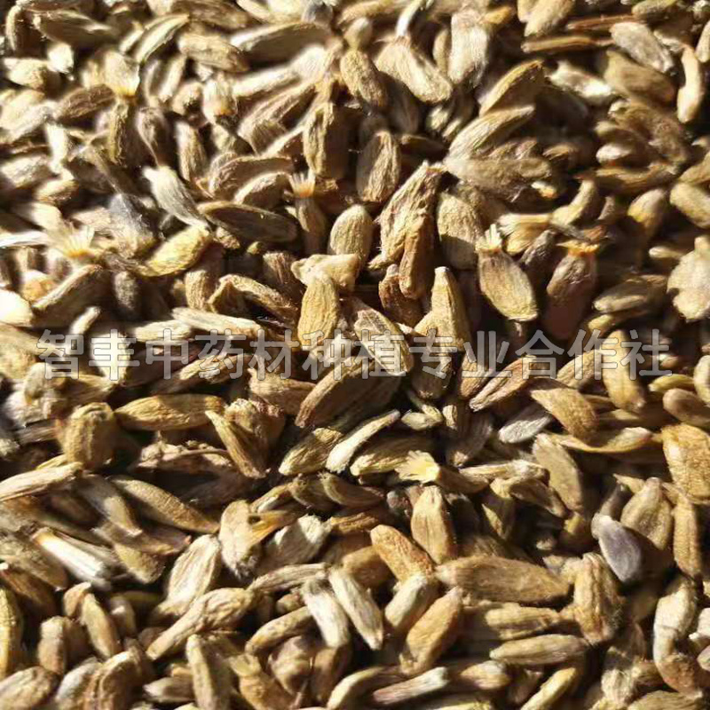 哈爾濱白術(shù)種苗適應(yīng)地區(qū)、白術(shù)的畝產(chǎn)值是多少【智豐中藥材種植專業(yè)合作社】