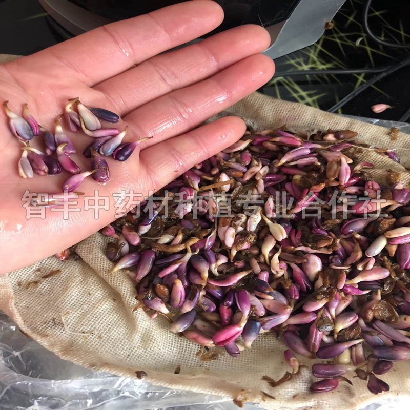 峨嵋白術(shù)苗種植密度苗的種植時間、白術(shù)種植什么土質(zhì)好【智豐中藥材種植專業(yè)合作社】