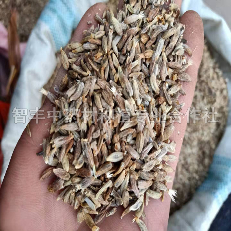 慈溪白術(shù)芽畝種植多少棵、白術(shù)種子的種植時間【智豐中藥材種植專業(yè)合作社】