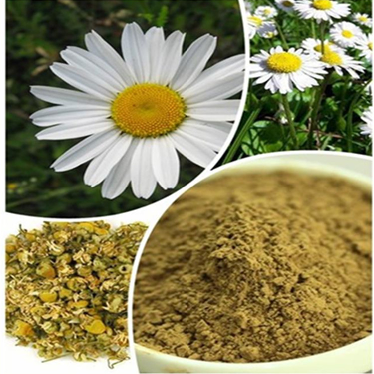 菊花提取物 杭白菊提取物 陜西中鑫生物