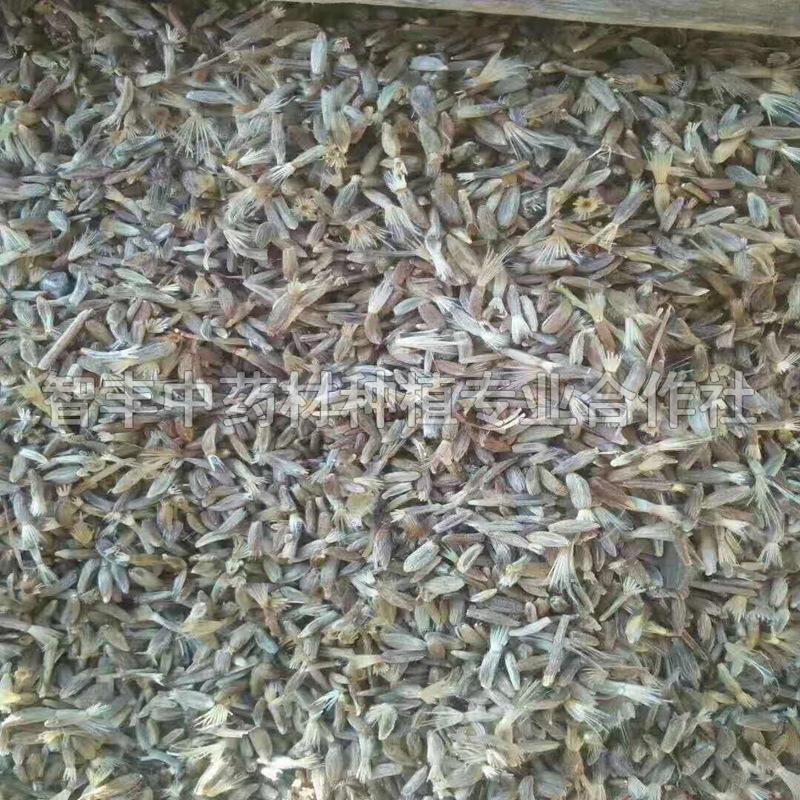 咸陽白術的抗寒能力怎么樣、白術芽子【智豐中藥材種植專業(yè)合作社】