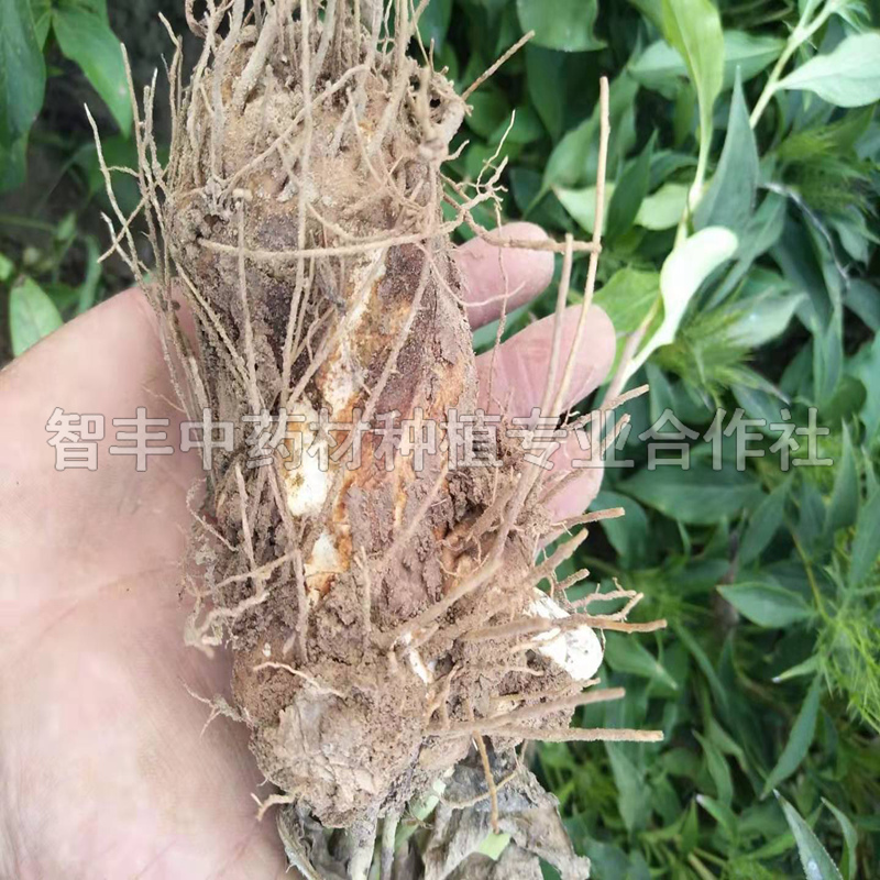 三門峽白術(shù)苗基地、白術(shù)套種技術(shù)【智豐中藥材種植專業(yè)合作社】