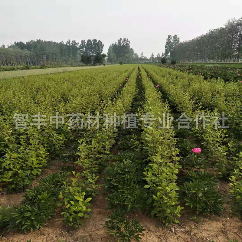西安白術(shù)芽畝種植多少棵、白術(shù)種植要用什么肥料【智豐中藥材種植專業(yè)合作社】