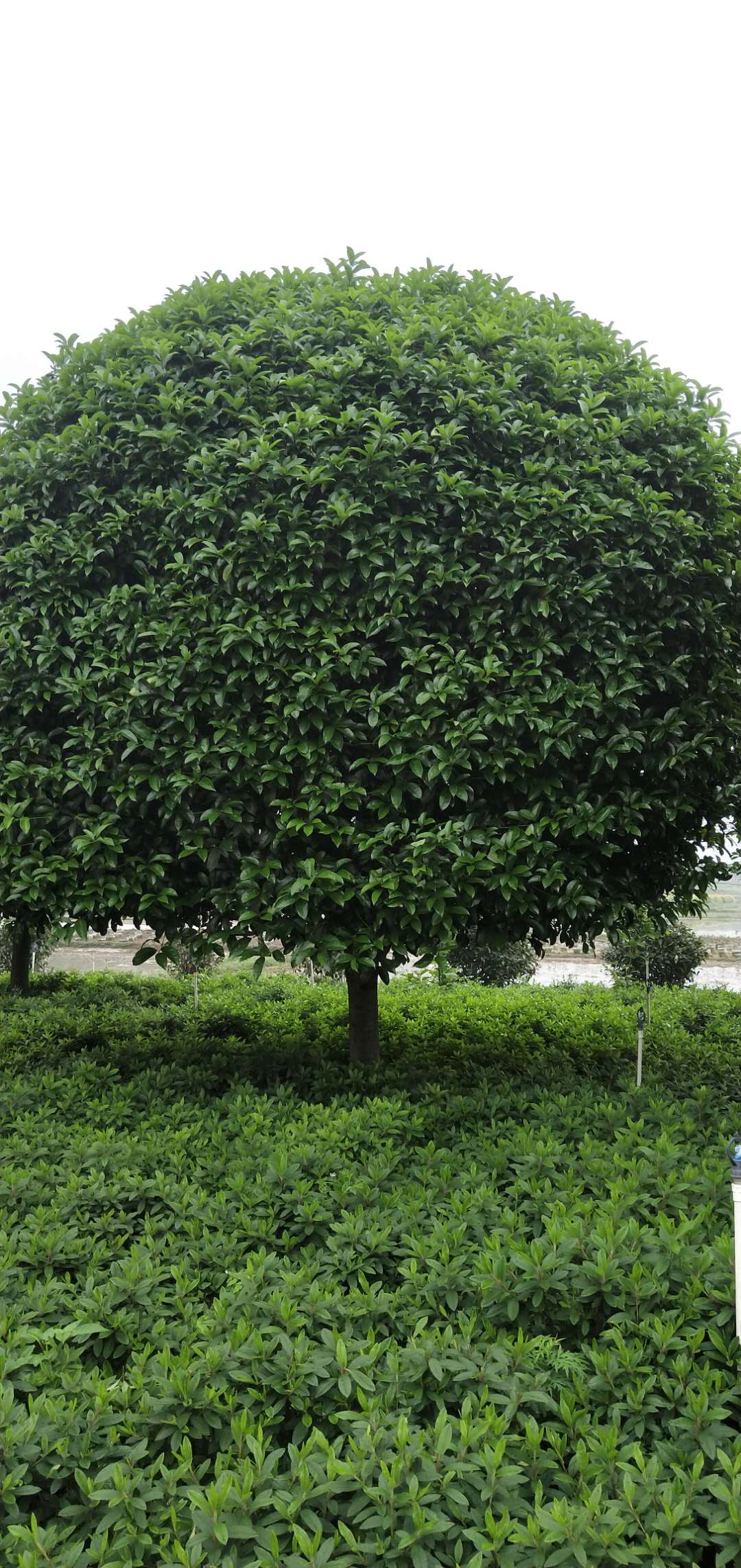 廣西八月桂花樹生產(chǎn)基地_15公分八月桂花樹 冠副320批發(fā)