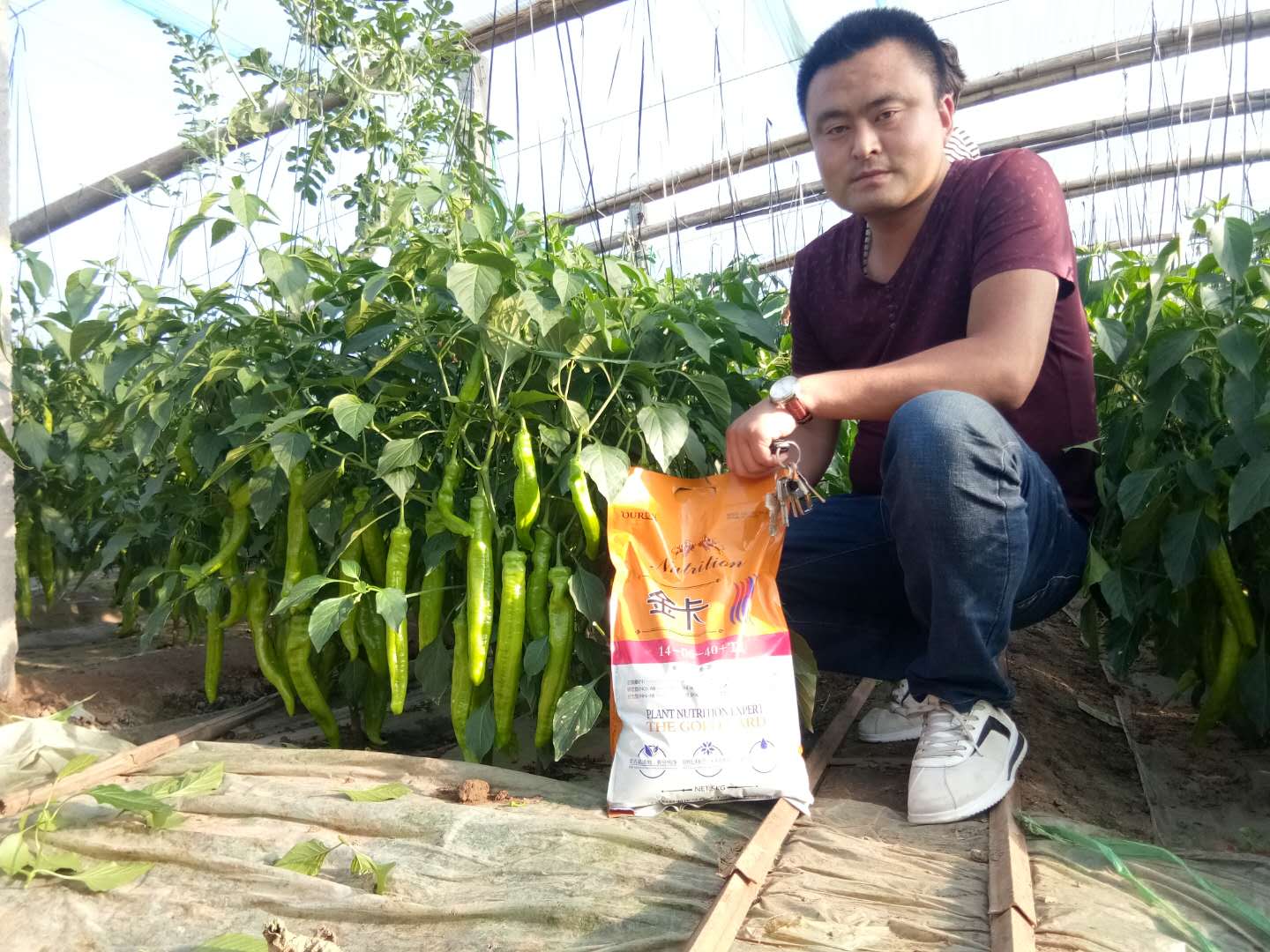 茄果類膨果*沖施肥得海龍金卡14-06-40，高鉀膨果配方