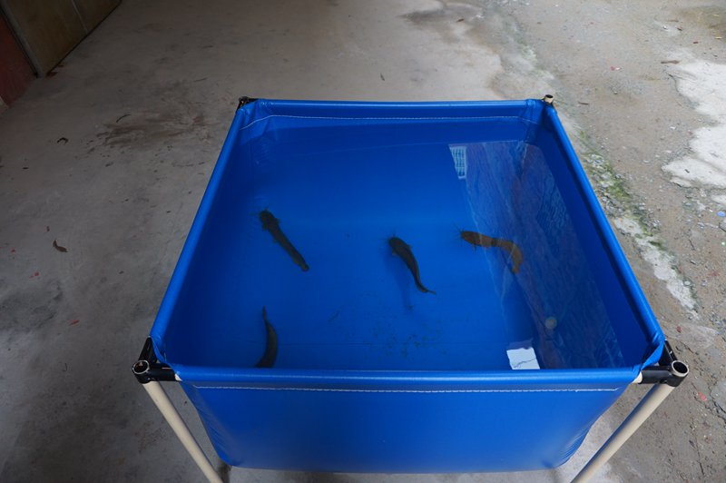 供應(yīng)水產(chǎn)養(yǎng)殖池，帆布水池，家用游泳池定做加工批發(fā)