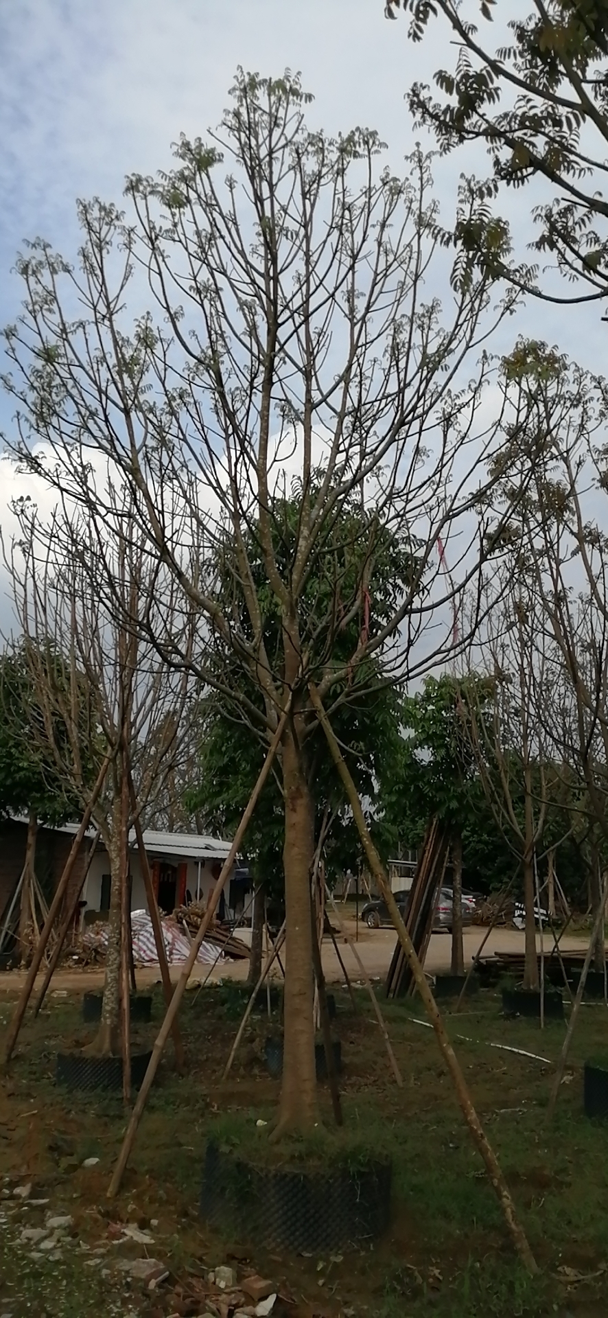 鐵冬青樹(shù)苗 綠化樹(shù)鐵冬青樹(shù)苗價(jià)格 出售廣東鐵冬青