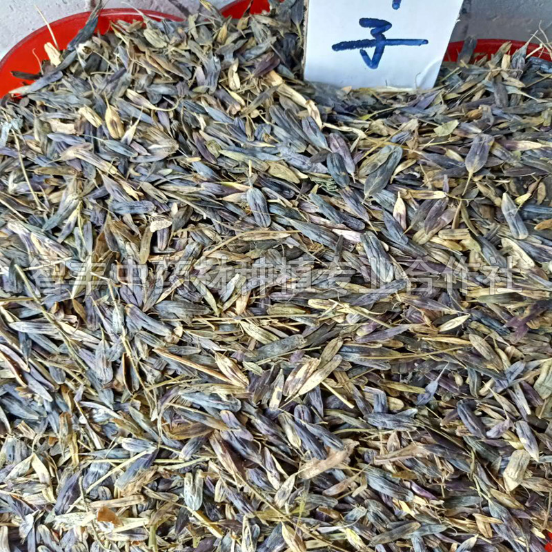 濮陽(yáng)板藍(lán)根種子的產(chǎn)量、優(yōu)質(zhì)、兩年苗多少錢棵【智豐中藥材種植專業(yè)合作社】