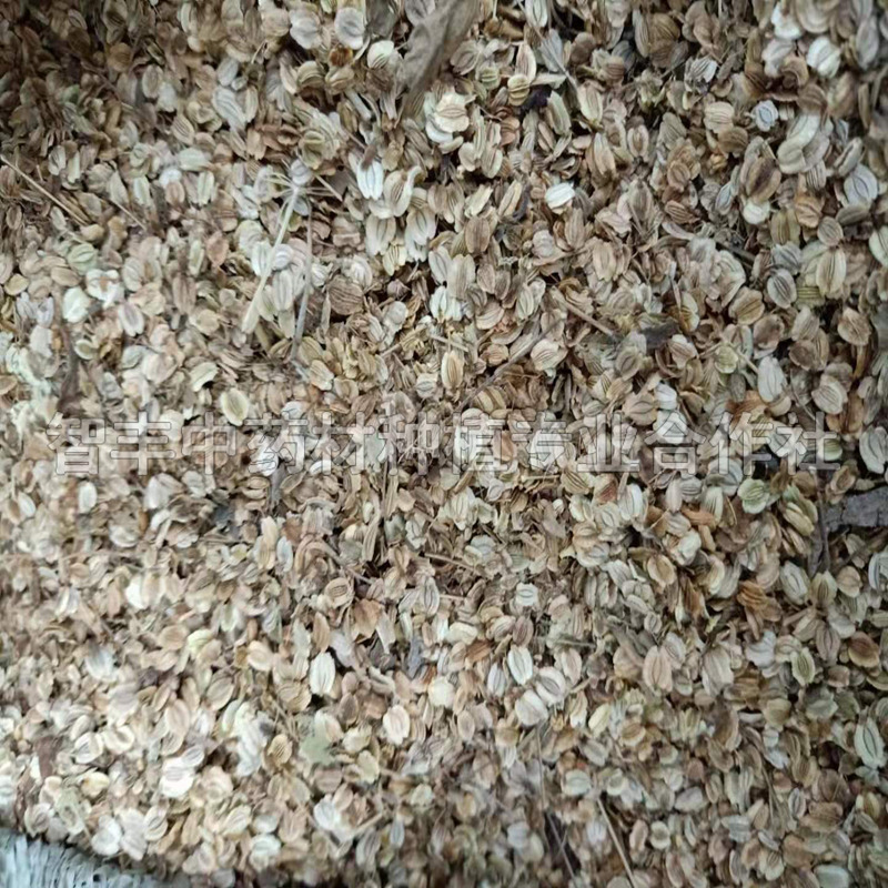 黑龍江白芷種苗種子價格、種子、林下套種技術(shù)要點(diǎn)【智豐中藥材種植專業(yè)合作社】