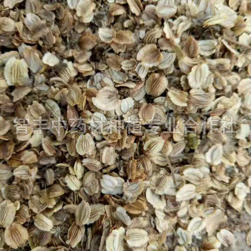 昌吉白芷種苗的種植方法、的適應(yīng)土質(zhì)、鮮多少錢一斤【智豐中藥材種植專業(yè)合作社】