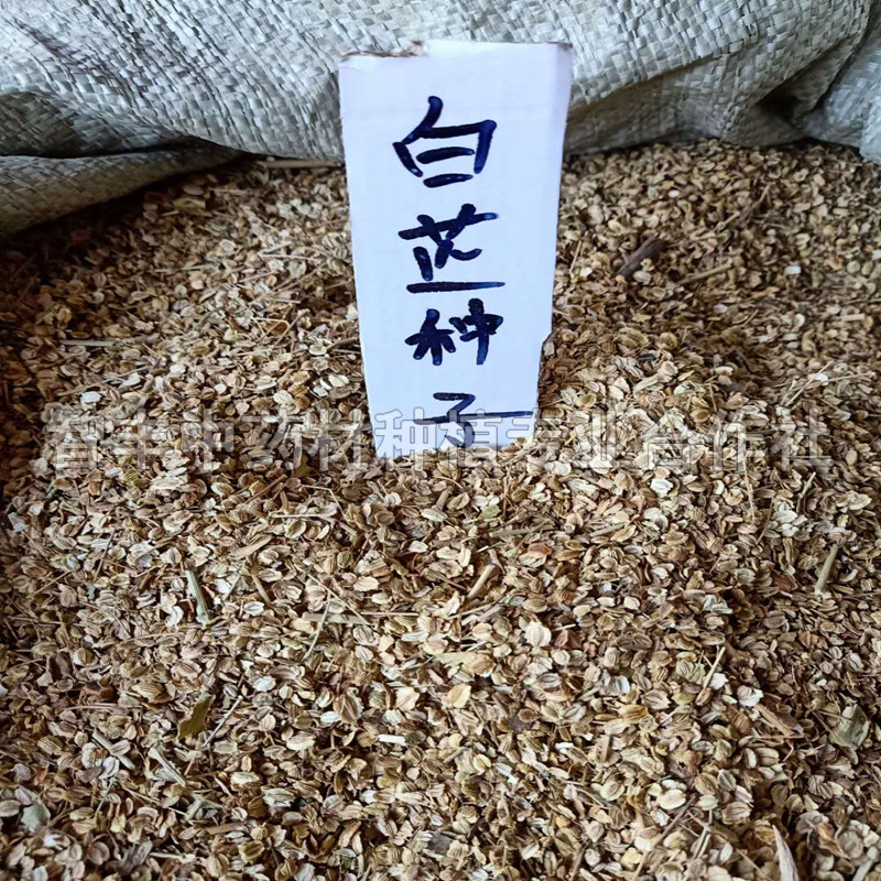 重慶白芷種苗種植的畝產(chǎn)量、鮮多少錢一斤、種苗【智豐中藥材種植專業(yè)合作社】