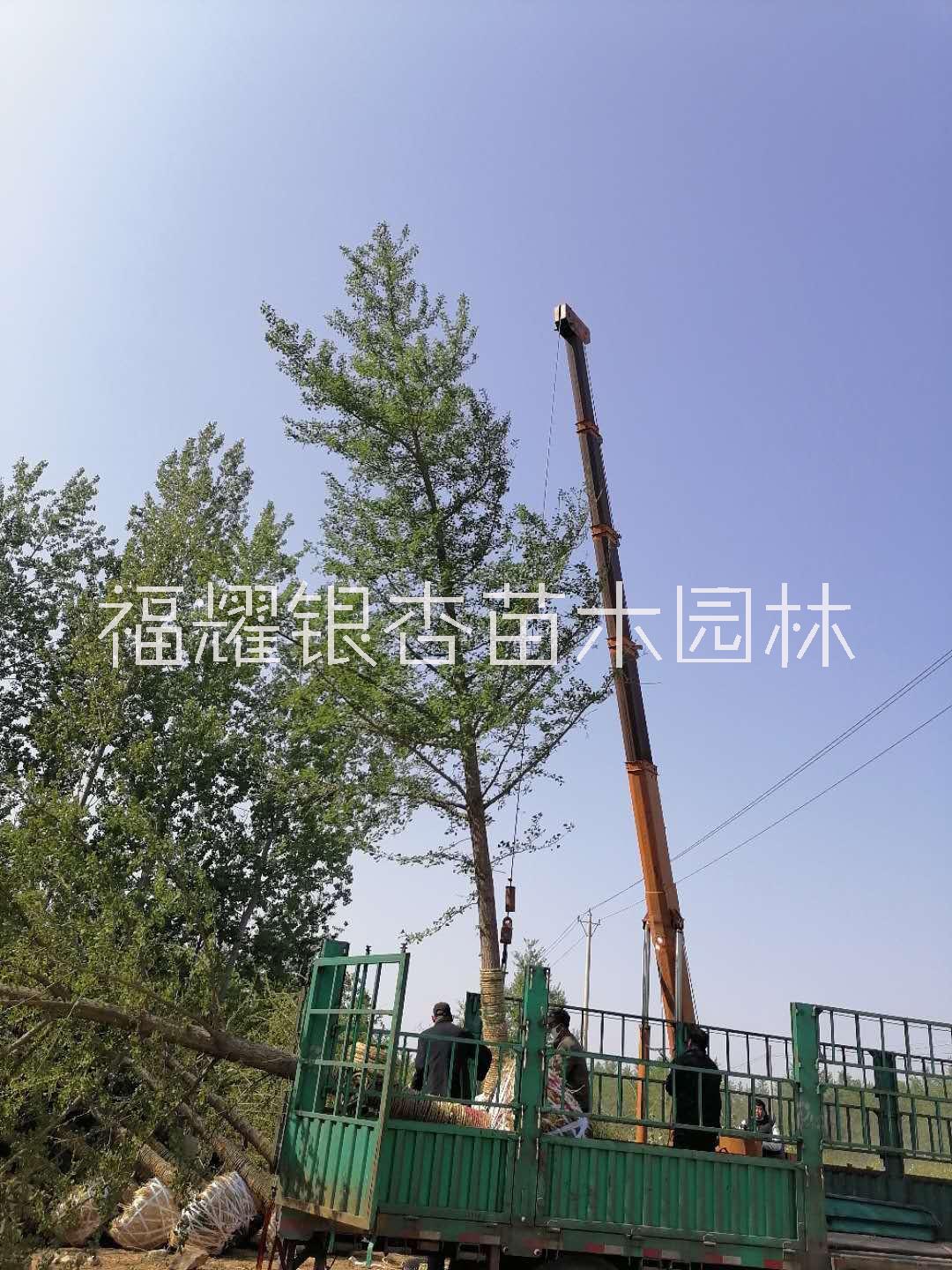 山東銀杏樹批發(fā)/25公分銀杏樹批發(fā)【福耀銀杏苗木園林】