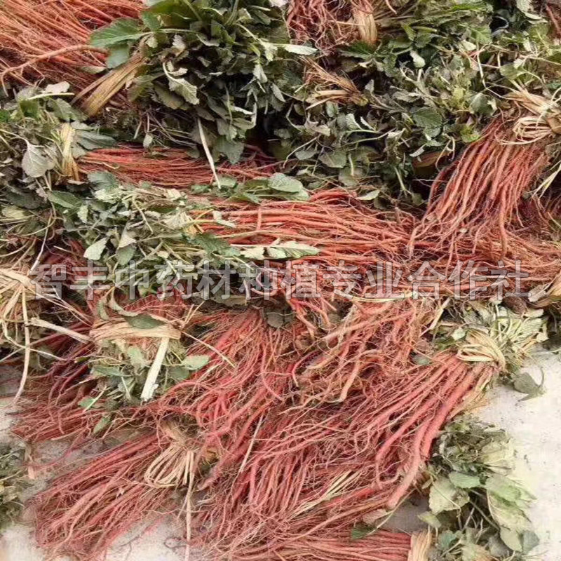 石獅丹參種子芽的新價(jià)格、面議、芽【智豐中藥材種植專業(yè)合作社】