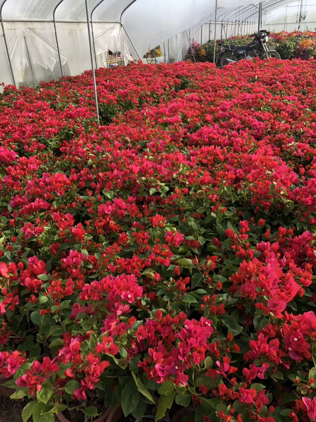 福建漳州同安紅三角梅種植基地、批發(fā)價格、全國銷售【福建省姐妹三角梅種植基地】