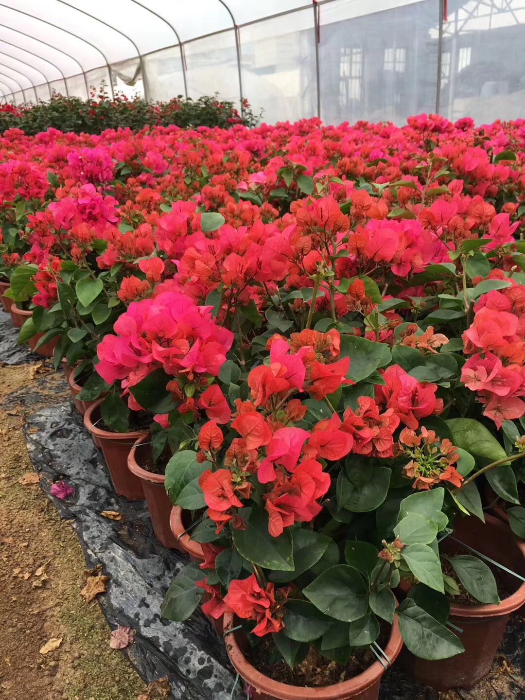 福建漳州同安紅三角梅種植基地、批發(fā)價格、全國銷售【福建省姐妹三角梅種植基地】