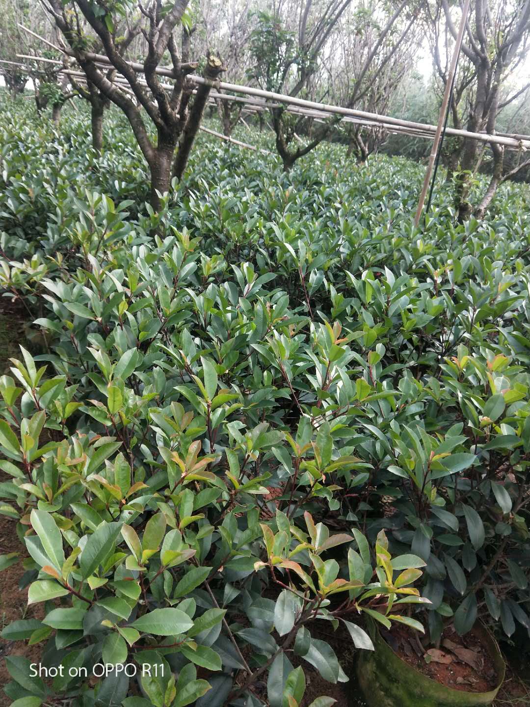 紅繼木球苗批發(fā)價格旺盛苗基地 紅繼木球樹苗