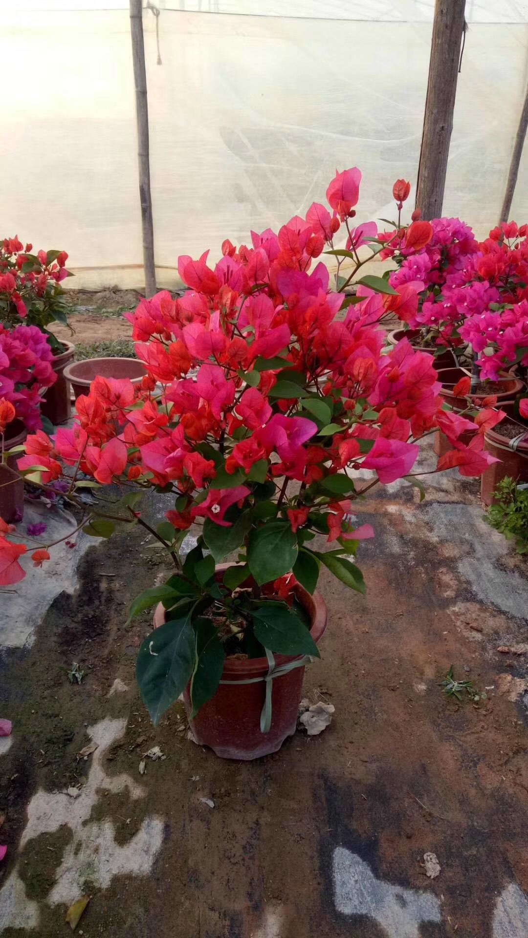 福建漳州同安紅三角梅種植基地、批發(fā)價格、全國銷售【福建省姐妹三角梅種植基地】