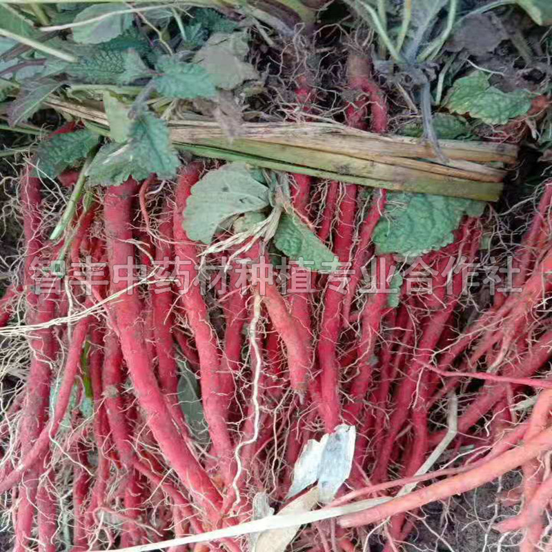 石獅丹參種子芽的新價(jià)格、面議、芽【智豐中藥材種植專業(yè)合作社】