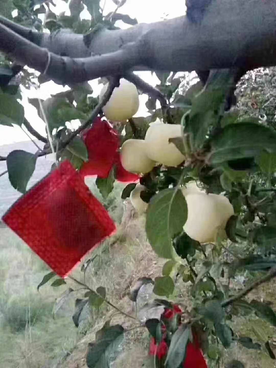 【驅(qū)鳥(niǎo)劑】 好美特驅(qū)鳥(niǎo)劑大田果園各種驅(qū)鳥(niǎo)劑批發(fā)