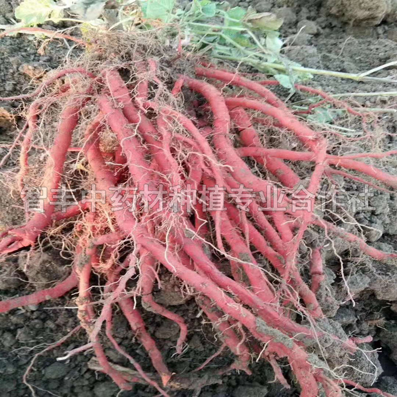 莆田丹參種苗苗的適應(yīng)地區(qū)、種植前景廣闊、種子的種植時間【智豐中藥材種植專業(yè)合作社】