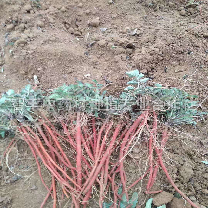 青島丹參種苗的生長周期、質(zhì)量好、的行情如何【智豐中藥材種植專業(yè)合作社】