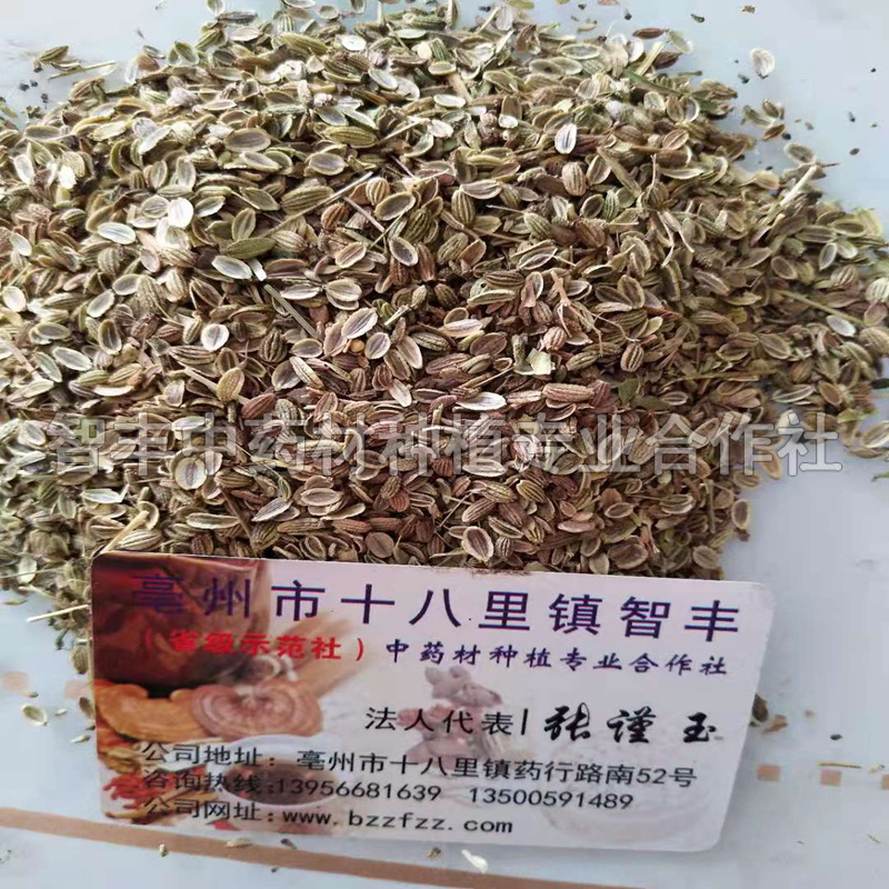 四川防風(fēng)種苗育苗方法、生長速度快、種苗批發(fā)【亳州市譙城區(qū)智豐中藥材種植合作社】