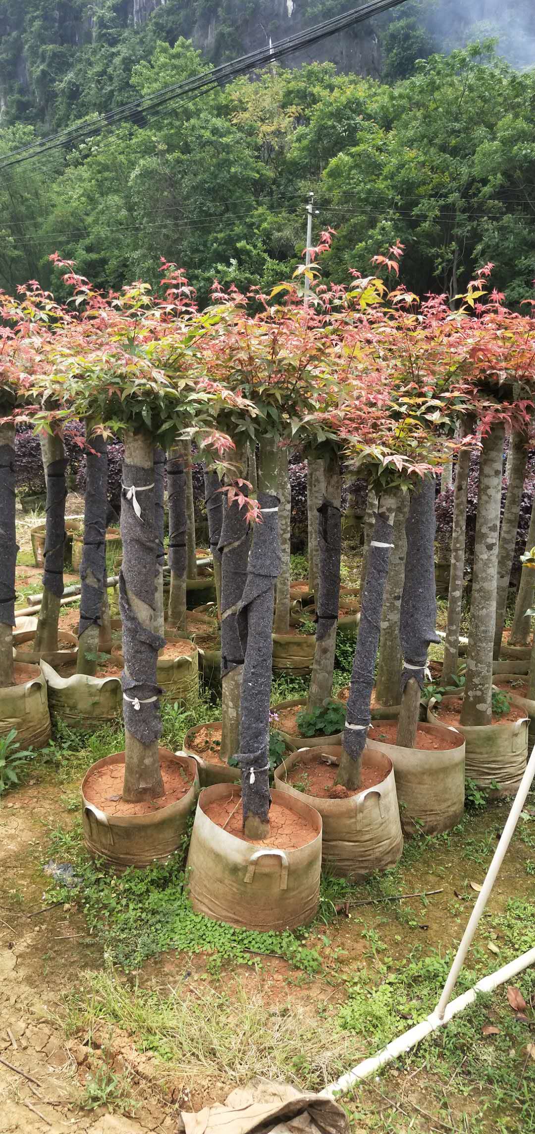 河池*美國紅楓樹苗價格_美國紅楓樹基地 冠幅120（陽朔縣龍盛花木場） 美國紅楓樹苗供應商