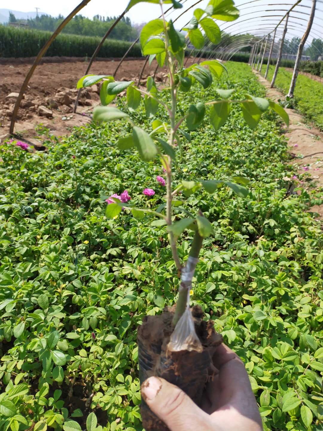 豐花玫瑰苗種植技術(shù)指導(dǎo)@批發(fā)@價格