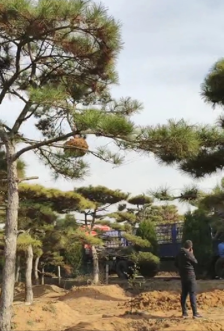 山東造型黑松基地供應(yīng) 造型黑松供應(yīng)