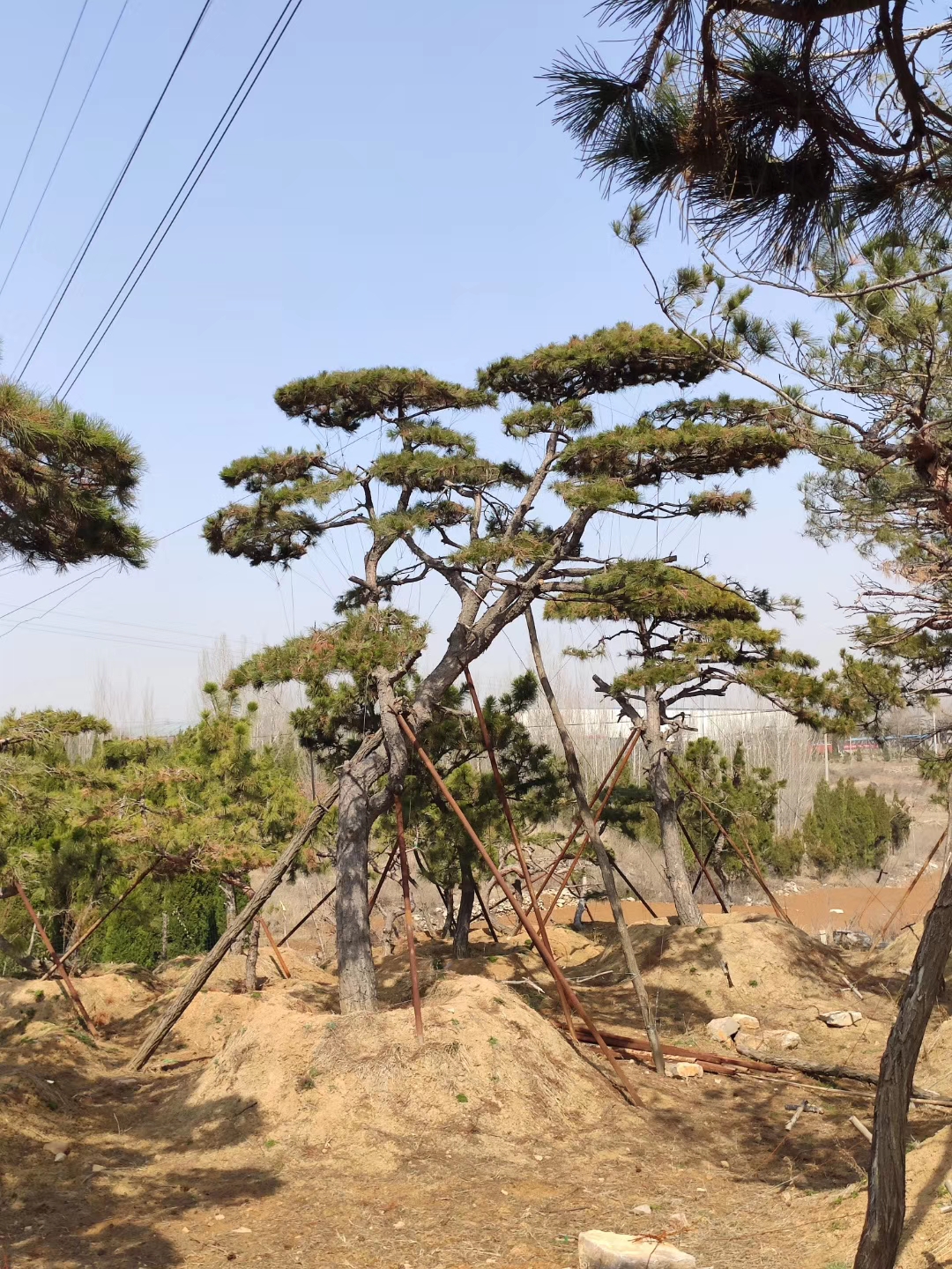 山東造型黑松基地供應(yīng) 造型黑松供應(yīng)
