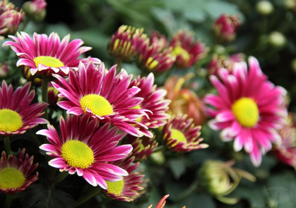 青州雛菊種植基地，批發(fā)價(jià)格，生產(chǎn)商