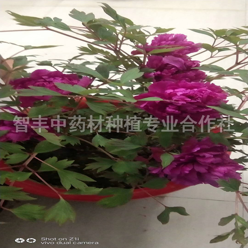 湖州鳳丹種子種植前景、抗病高產(chǎn)、芽的抗寒能力【智豐中藥材種植專業(yè)合作社】