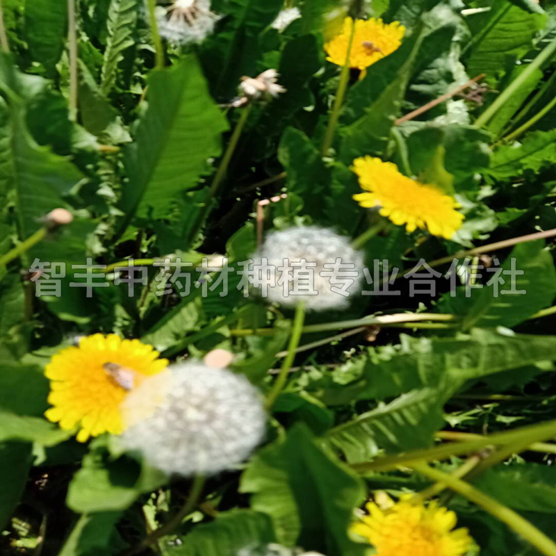 荷澤蒲公英種苗改良種芽、抗病耐寒、早什么時間種【智豐中藥材種植專業(yè)合作社】