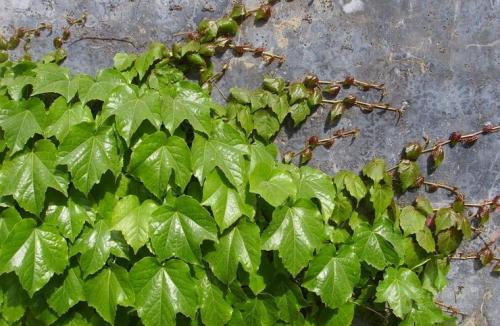 爬山虎批發(fā)種植產(chǎn)地供貨商
