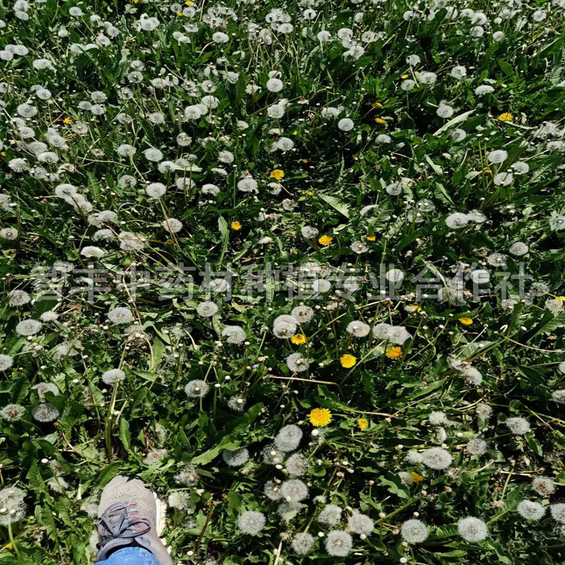 荷澤蒲公英種苗改良種芽、抗病耐寒、早什么時間種【智豐中藥材種植專業(yè)合作社】
