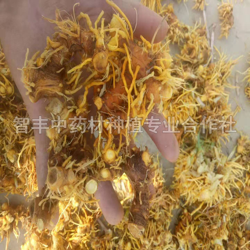 馬鞍山射干種子生地種苗價格、出芽快、的畝產(chǎn)量【智豐中藥材種植專業(yè)合作社】