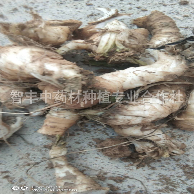 哈爾濱玄參種子種苗、抗寒、的生長(zhǎng)期【智豐中藥材種植專業(yè)合作社】