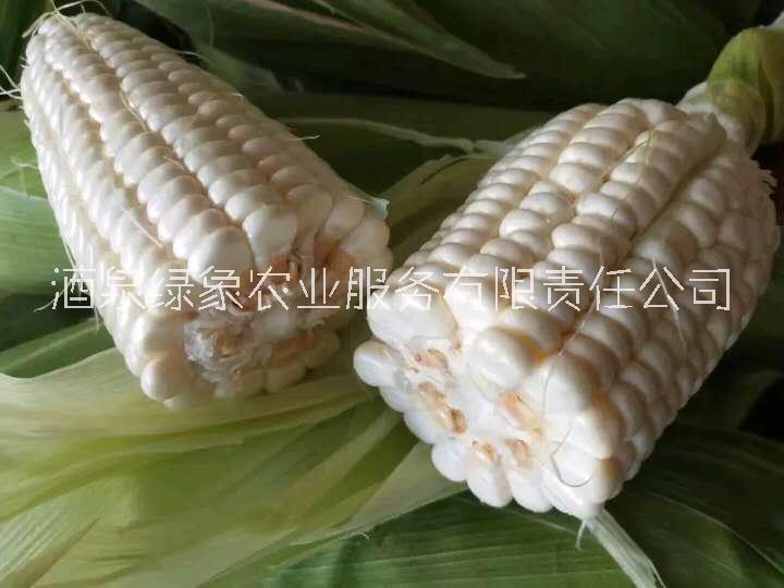 甜糯玉米種子批發(fā)，銀香糯玉米種子，云南甜玉米種子產(chǎn)地批發(fā)甜糯玉米基地供應(yīng)商廠家供貨，品質(zhì)保證