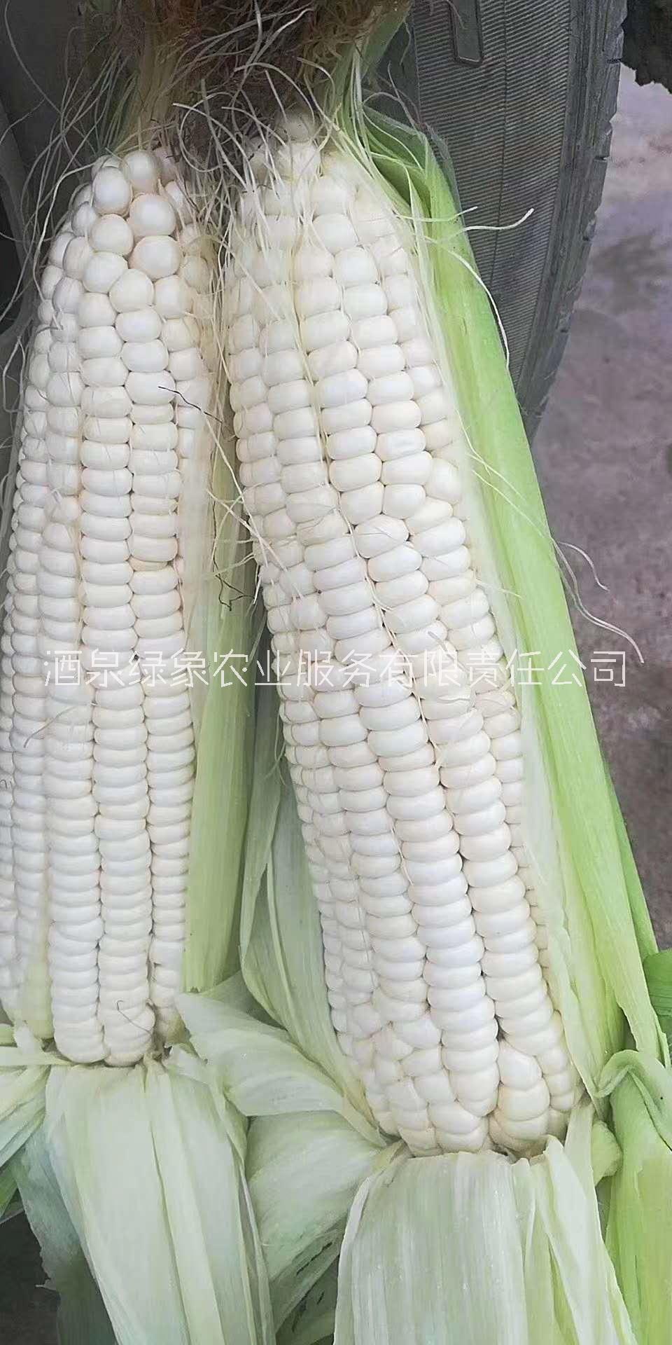 甜糯玉米種子批發(fā)，銀香糯玉米種子，云南甜玉米種子產(chǎn)地批發(fā)甜糯玉米基地供應(yīng)商廠家供貨，品質(zhì)保證