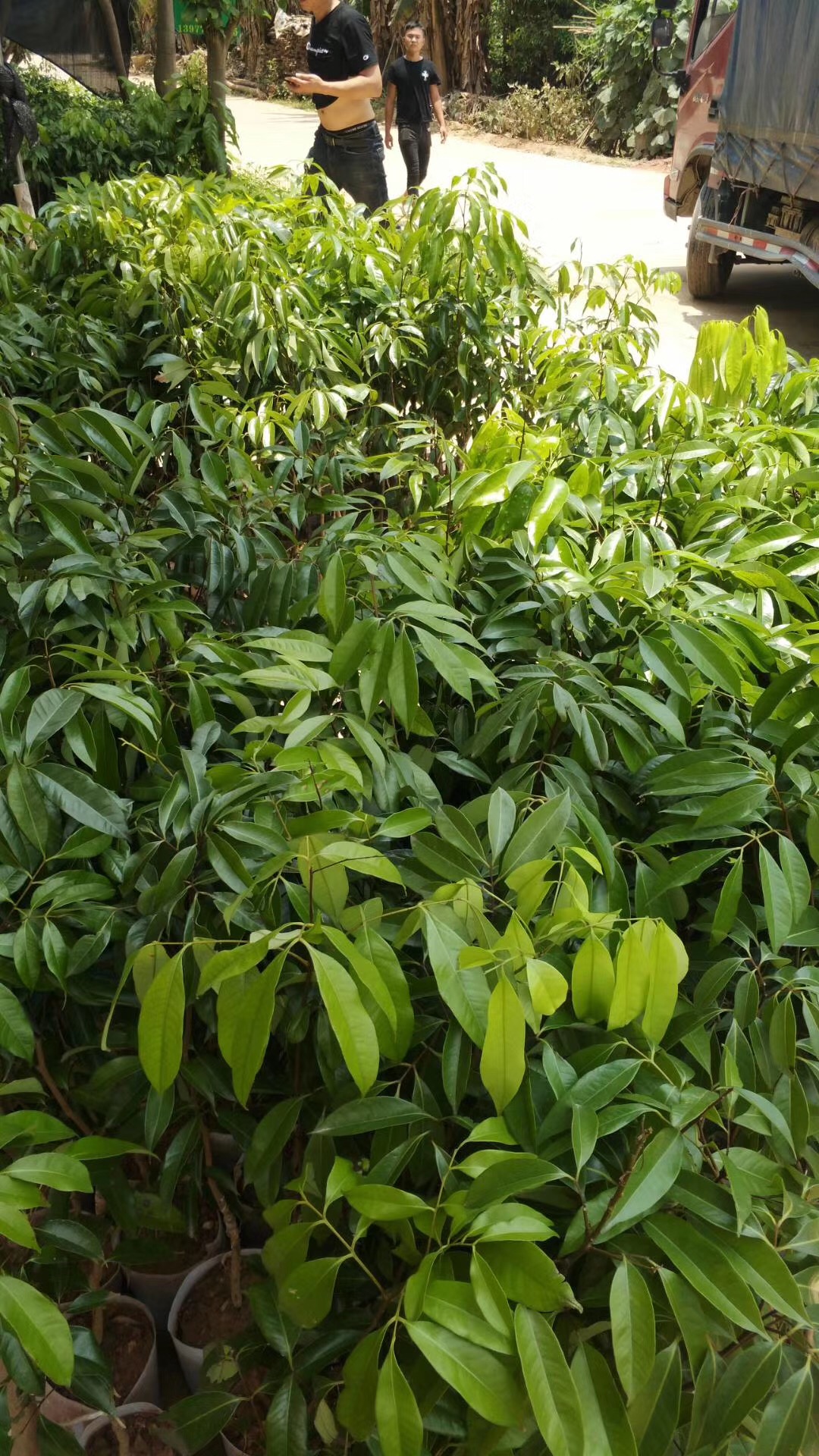 無核荔枝苗種植基地-產地直銷-批發(fā)價格【靈山縣武利鎮(zhèn)萬鋒果苗種植場】 廣西無核荔枝苗 廣西無核荔枝苗多少錢