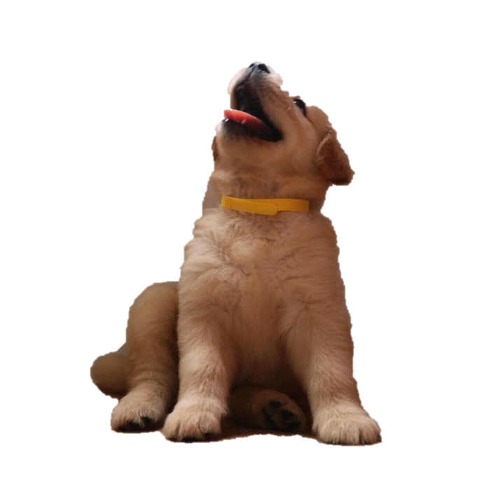 金毛犬多少錢  幼犬活體導(dǎo)盲犬神犬 山東直銷