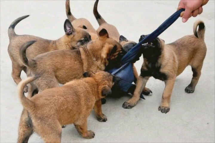 馬犬多少錢 純種馬犬幼犬 馬犬寵物狗
