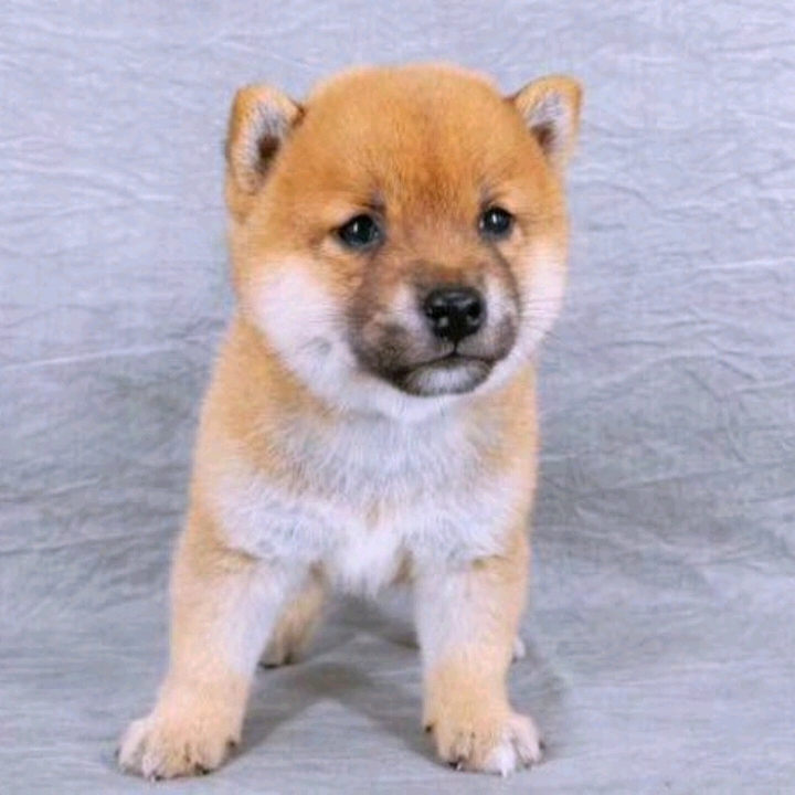 柴犬 幼犬真狗活物活體 幼犬純種狗狗