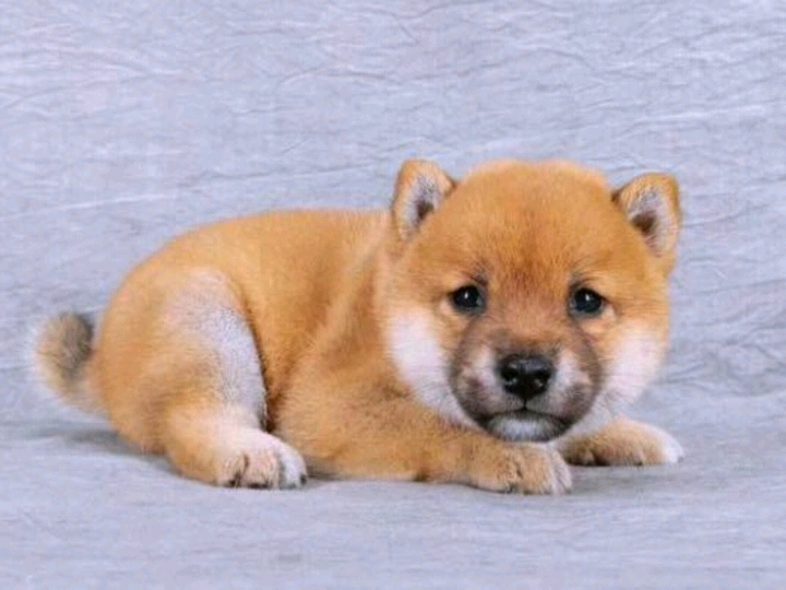 柴犬 幼犬真狗活物活體 幼犬純種狗狗